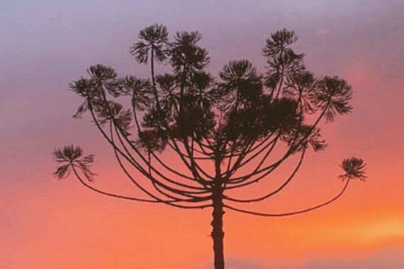 Residencial Araucária